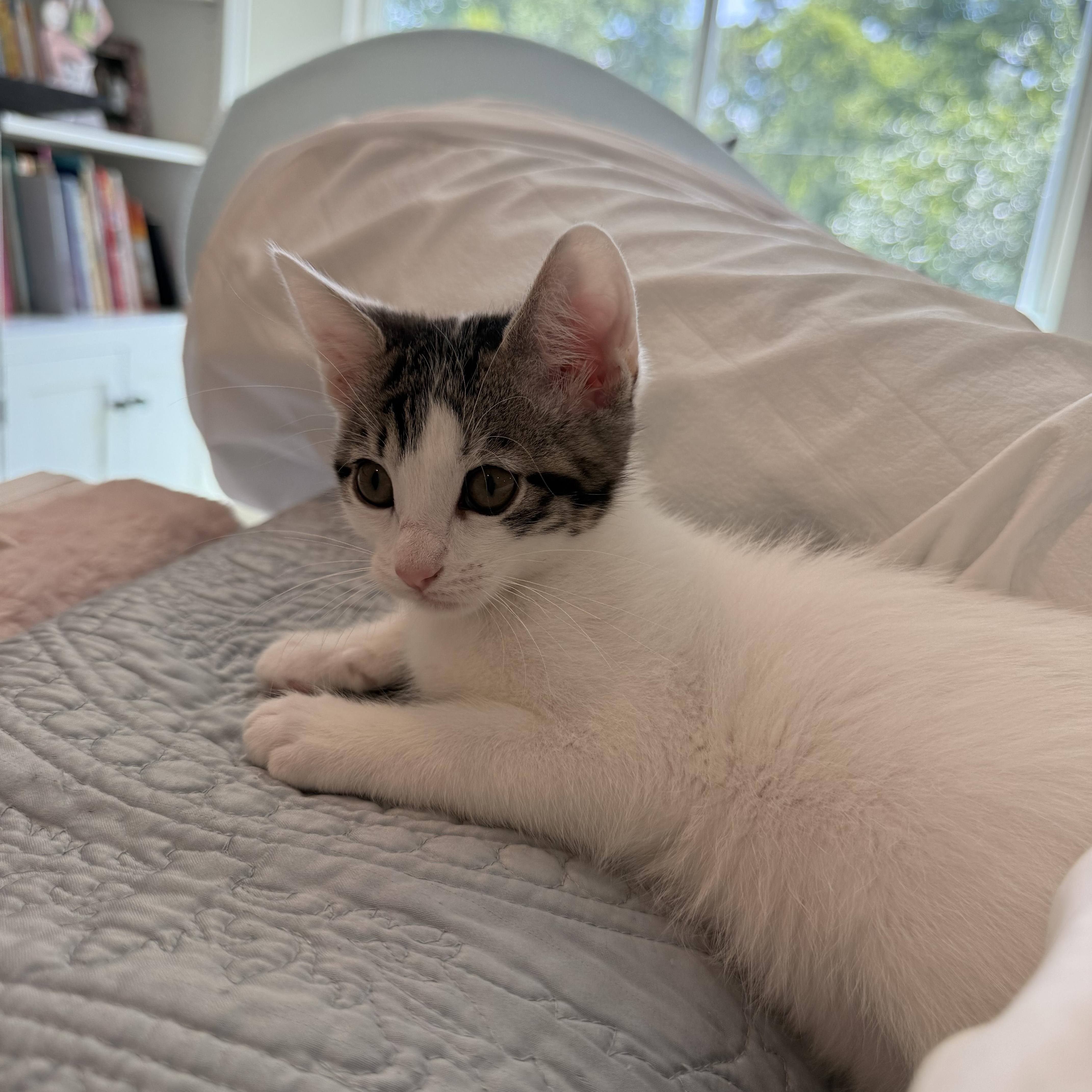Enlarge Megan, a Adoptable Domestic Short Hair in Houston, TX image 1/3