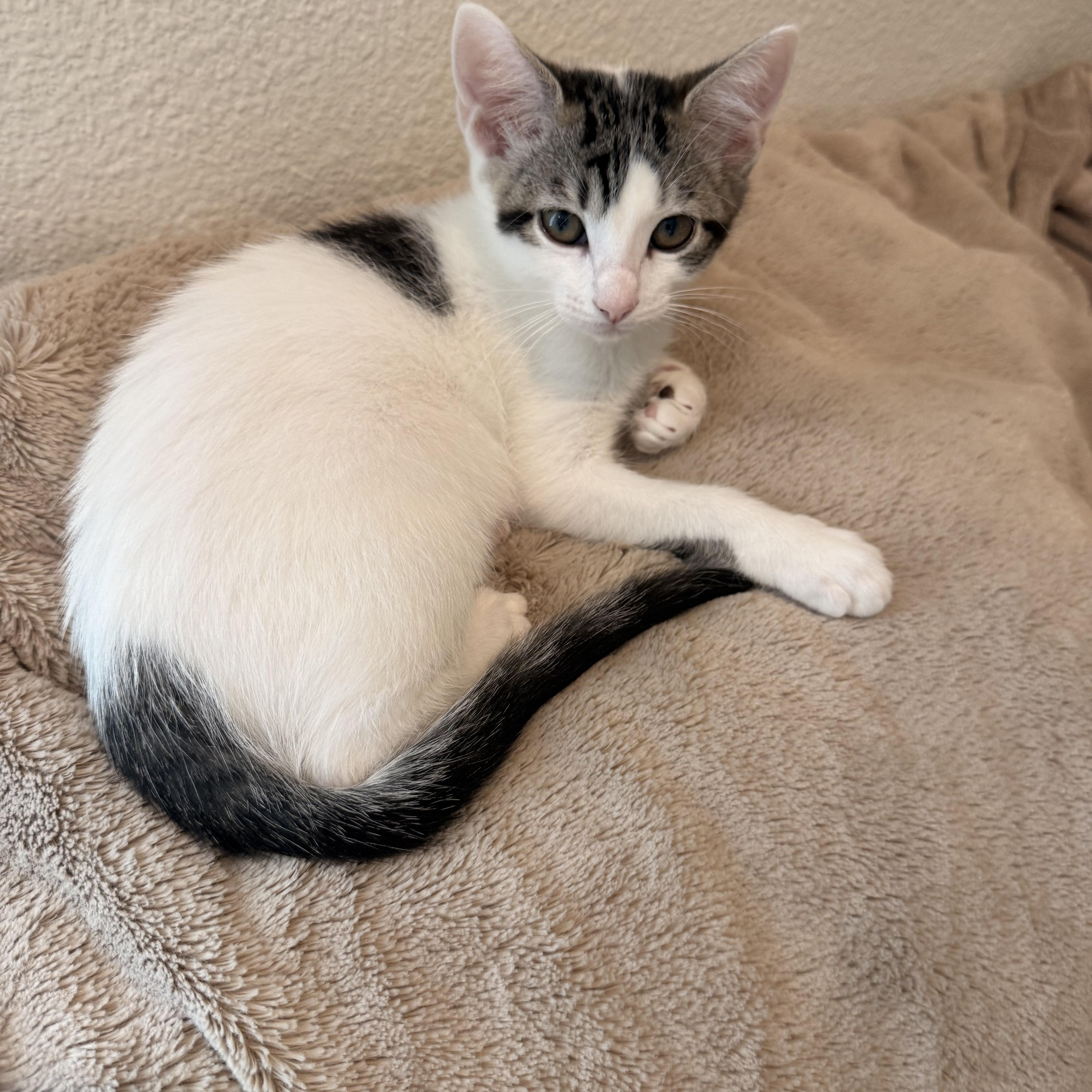 Enlarge Megan, a Adoptable Domestic Short Hair in Houston, TX image 3/3