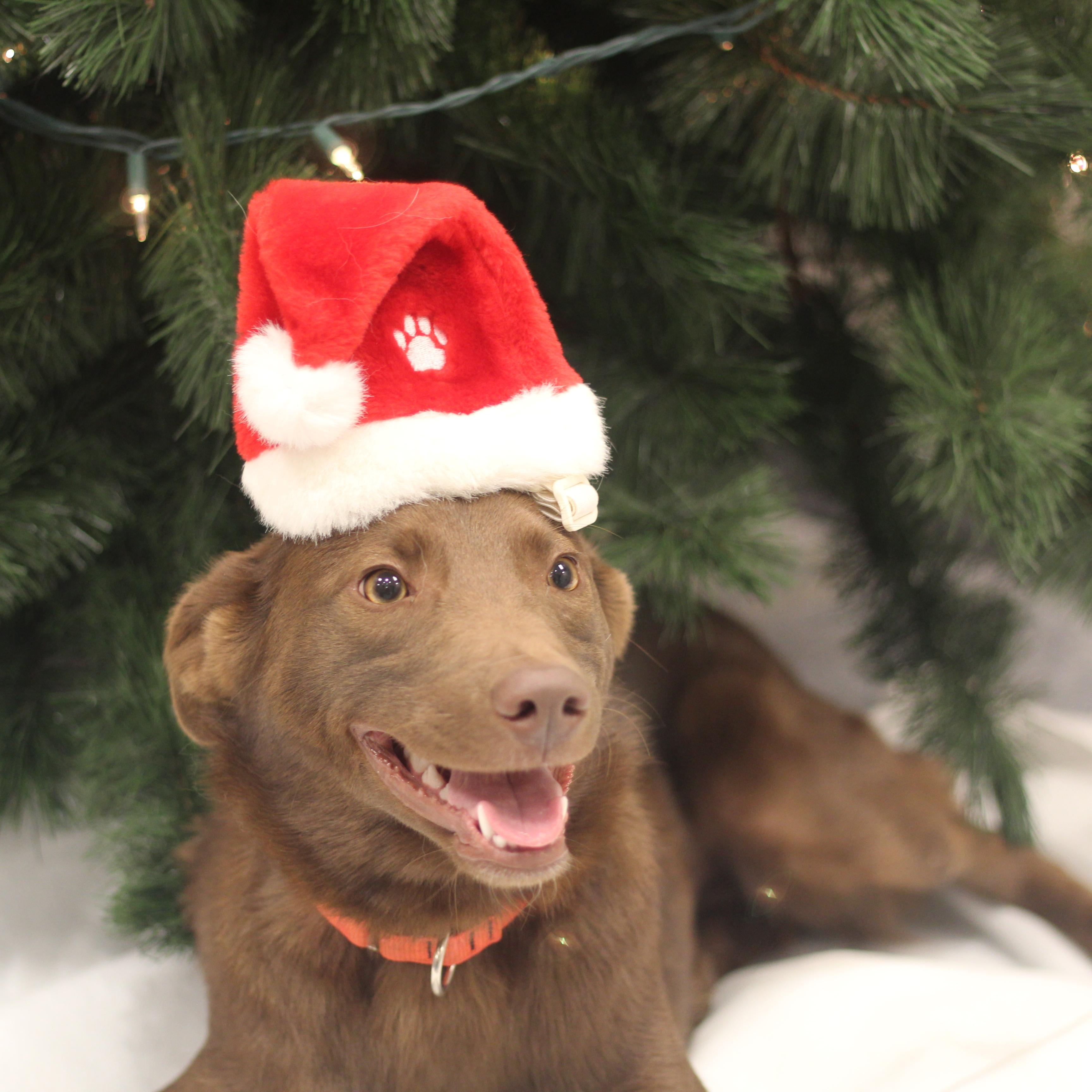 Enlarge Charlie, a Adoptable mixed breed in Cooperstown, NY image 1/5