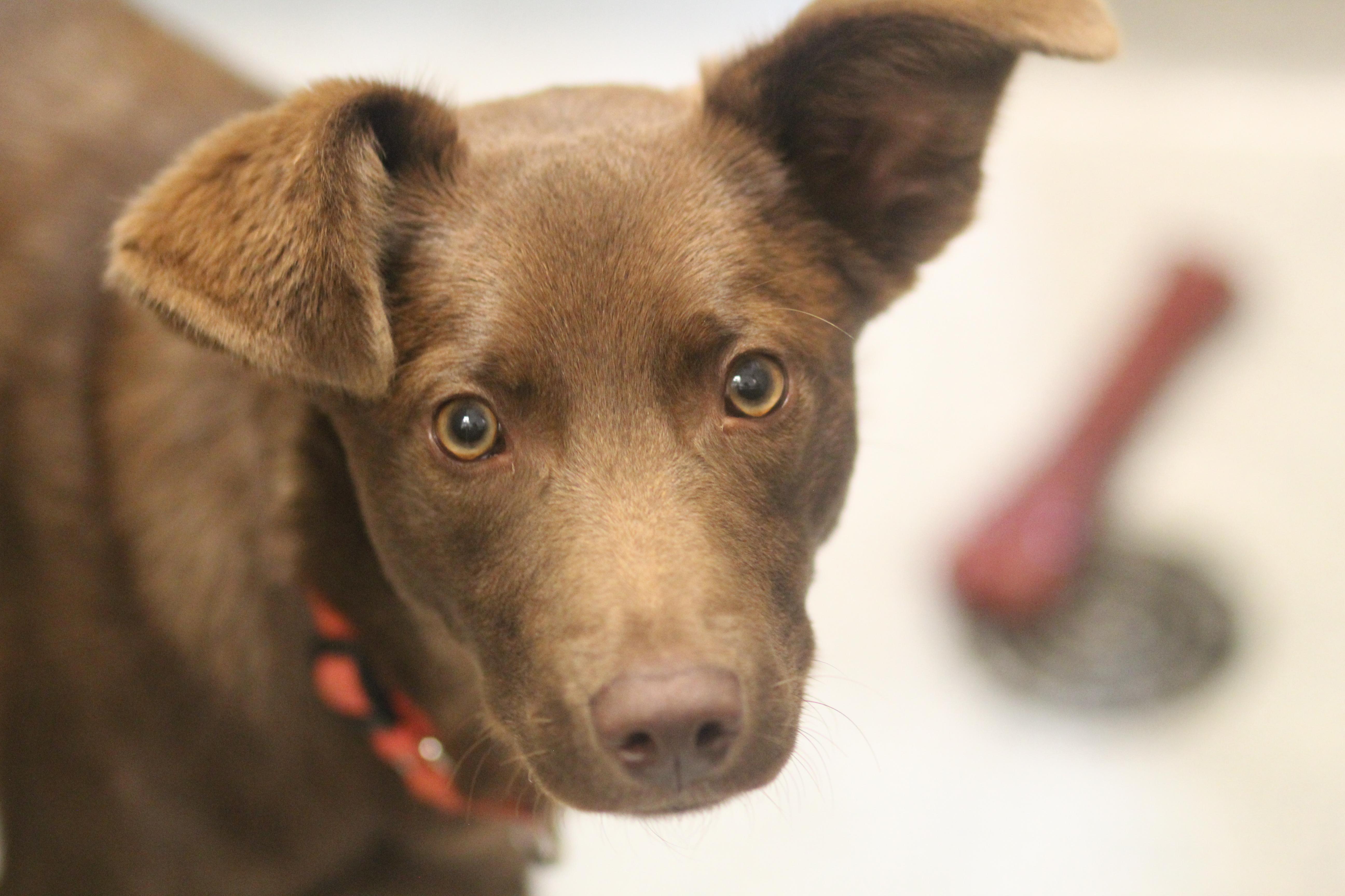 Enlarge Charlie, a Adoptable mixed breed in Cooperstown, NY image 5/5