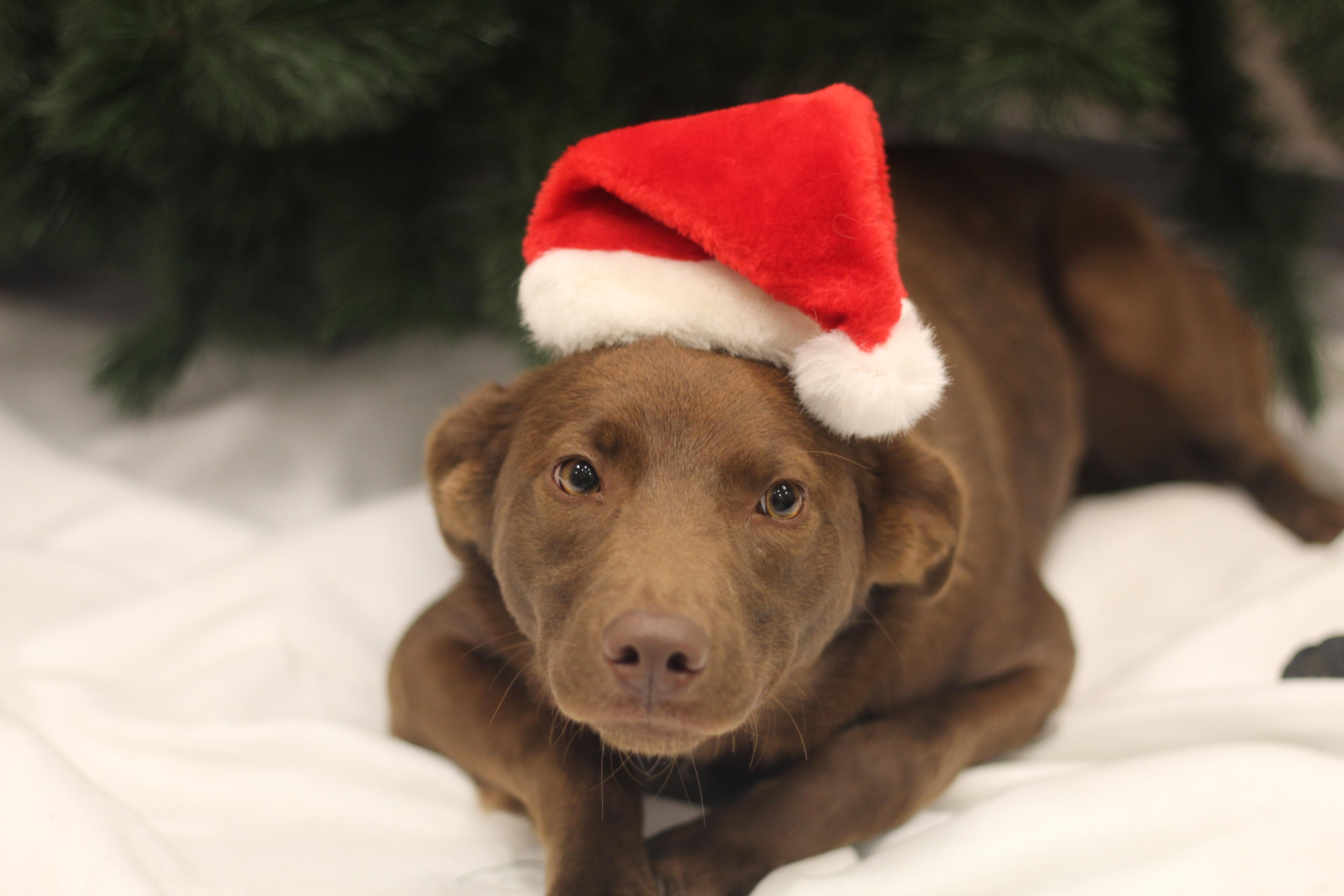 Enlarge Charlie, a Adoptable mixed breed in Cooperstown, NY image 3/5