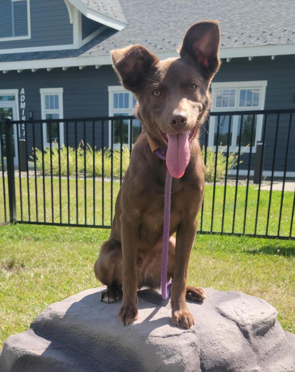 Enlarge Charlie, a Adoptable mixed breed in Cooperstown, NY image 4/5