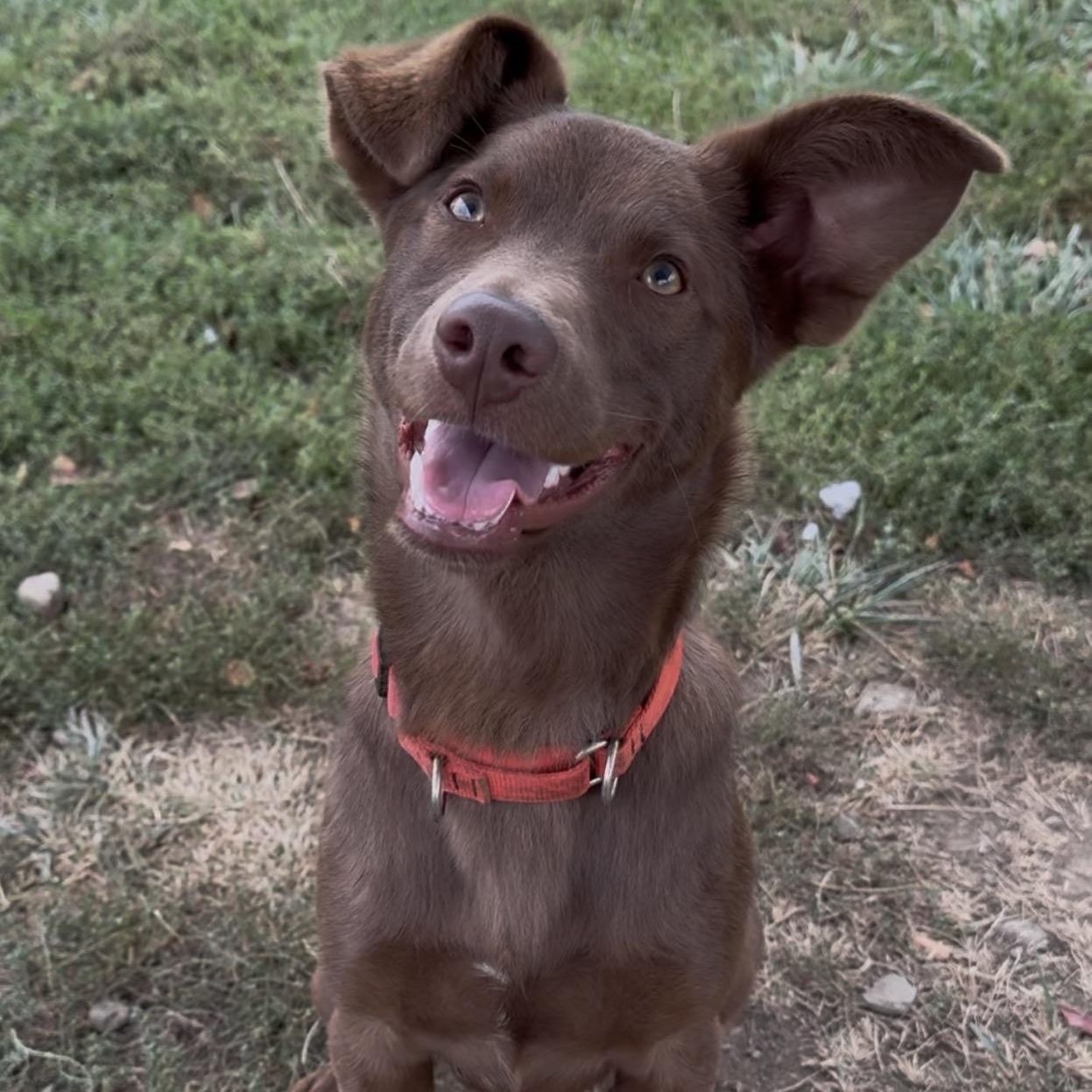 Enlarge Charlie, a Adoptable mixed breed in Cooperstown, NY image 2/5