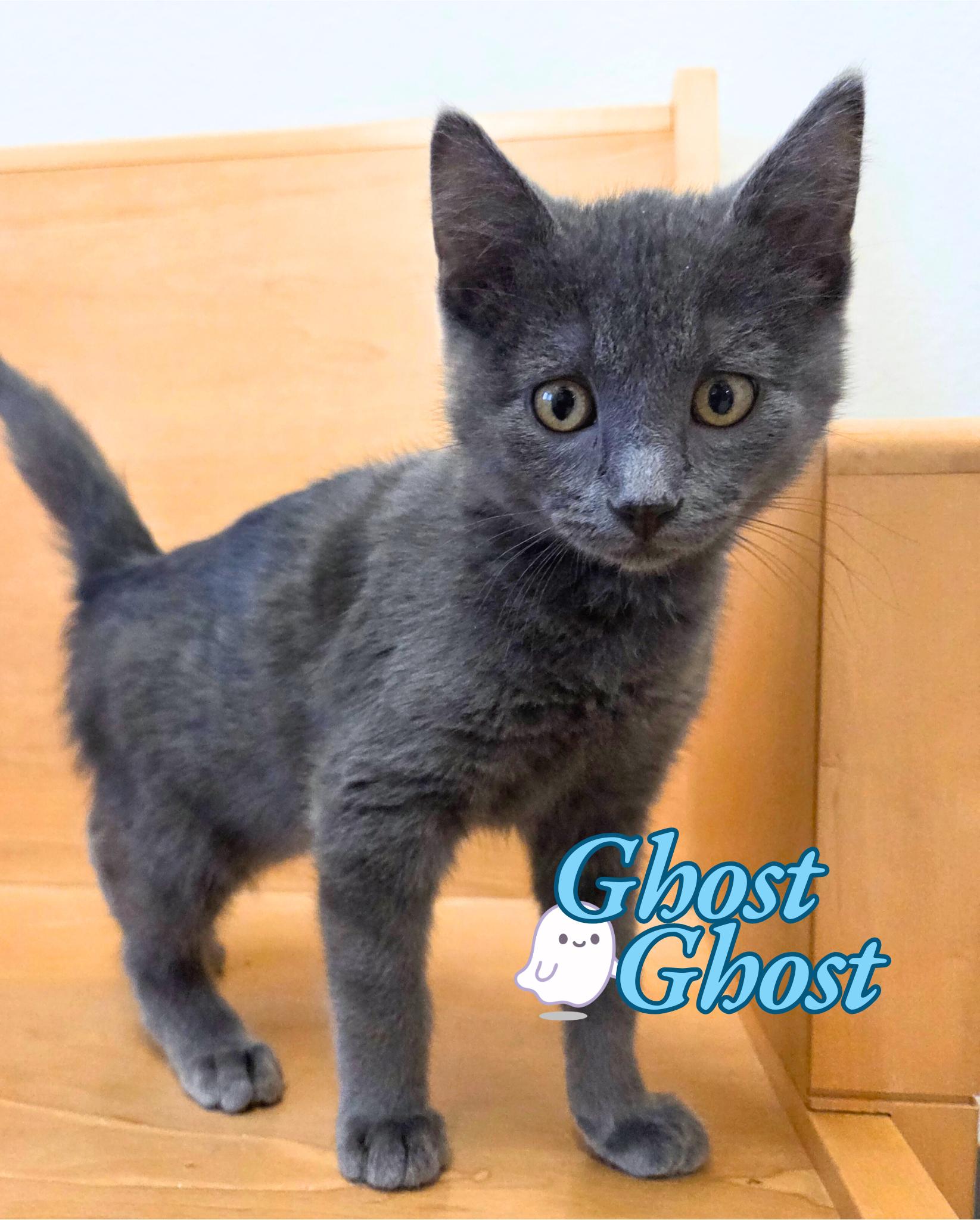 Ghost Ghost thumbnail 2