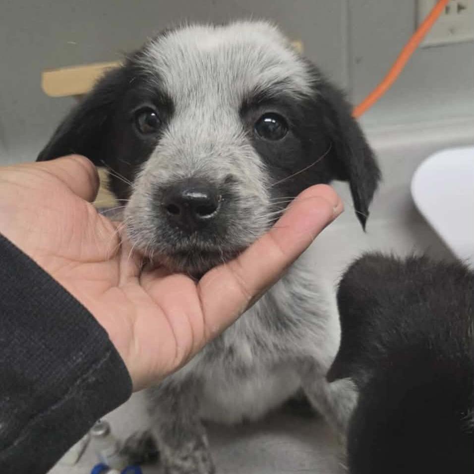 Luke, Adoptable, Puppy Male Cattle Dog & Collie.