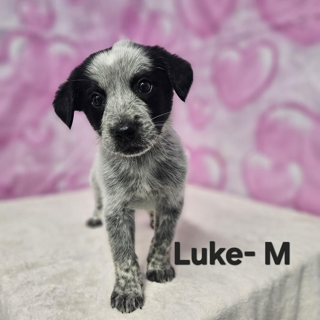 Enlarge Luke, a Adoptable mixed breed in Griswold, CT image 2/2