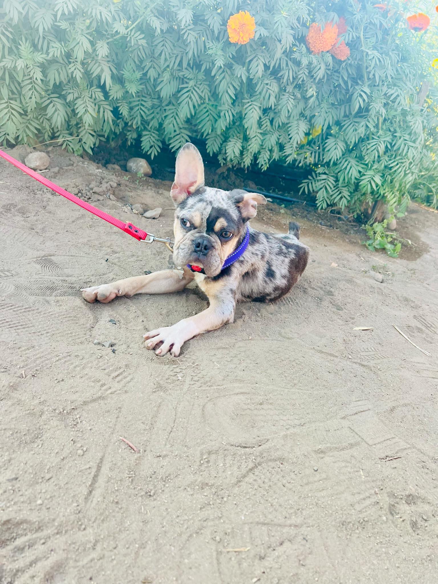 Enlarge Stevie, a Adoptable French Bulldog in Rancho Santa Fe, CA image 1/1