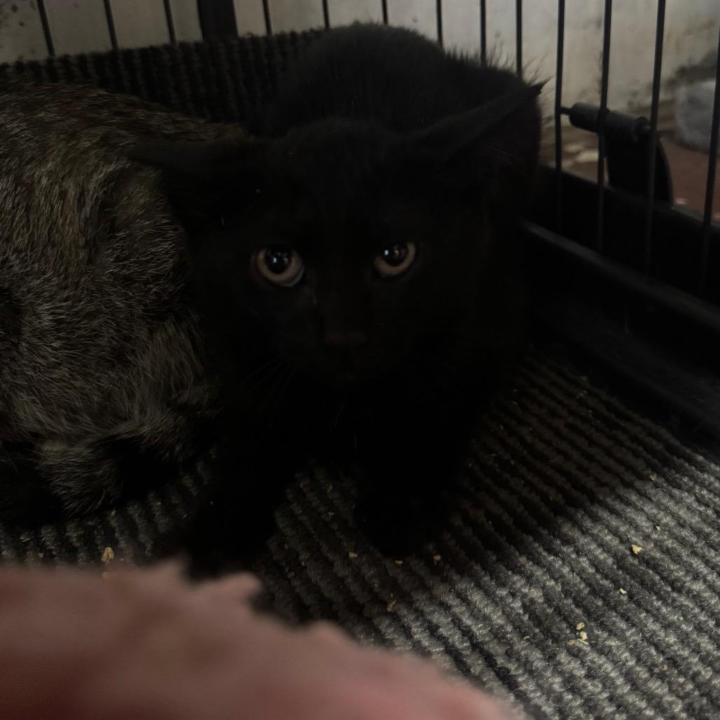 Dr. Frankenstein, Adoptable, Young Female Domestic Short Hair.