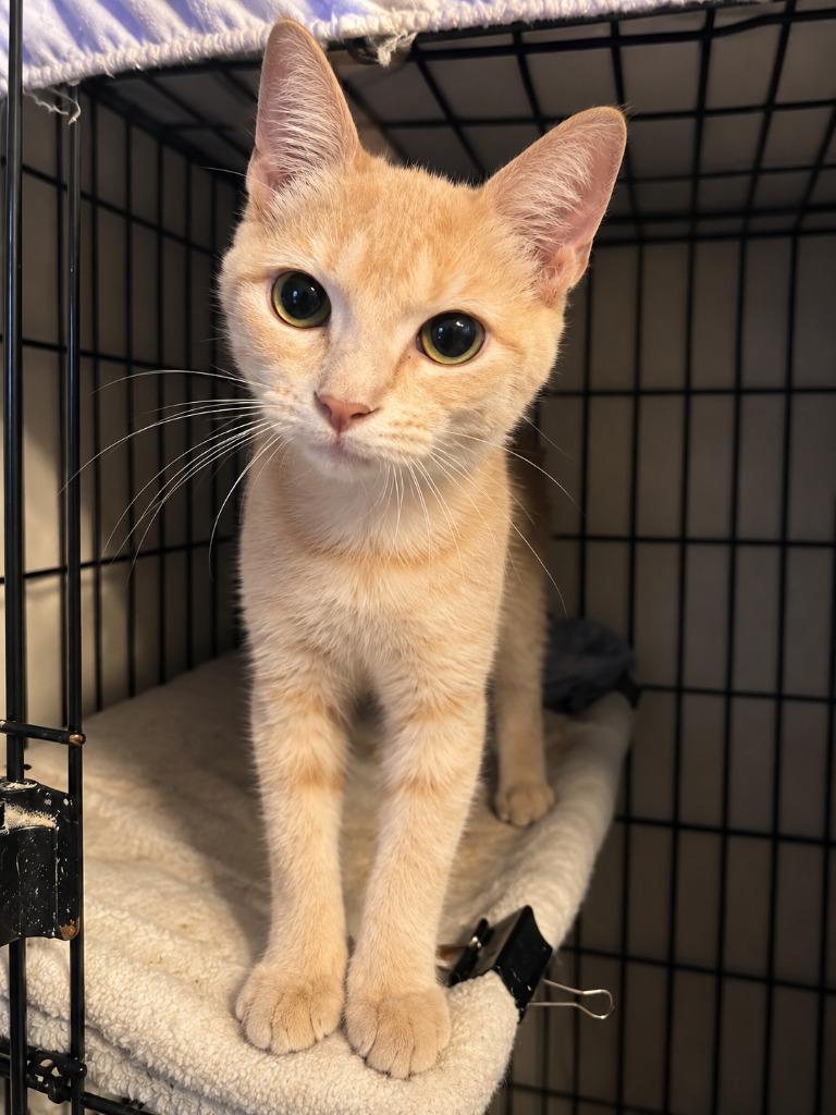 Cindy Crawford, Adoptable, Young Female Domestic Short Hair.