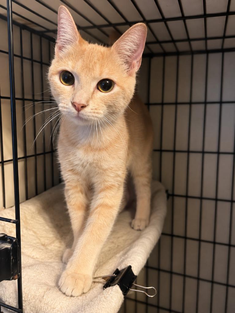 Enlarge Cindy Crawford, a Adoptable mixed breed in Parkville, MD image 2/2