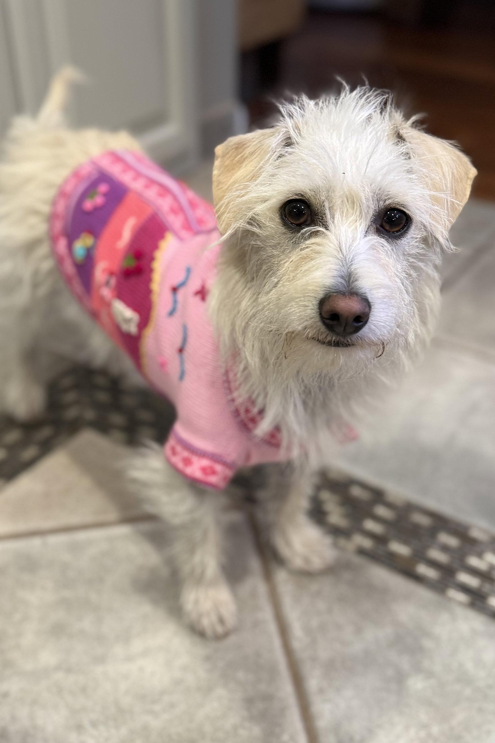 Enlarge Willow, a Adoptable mixed breed in San Jose, CA image 2/4