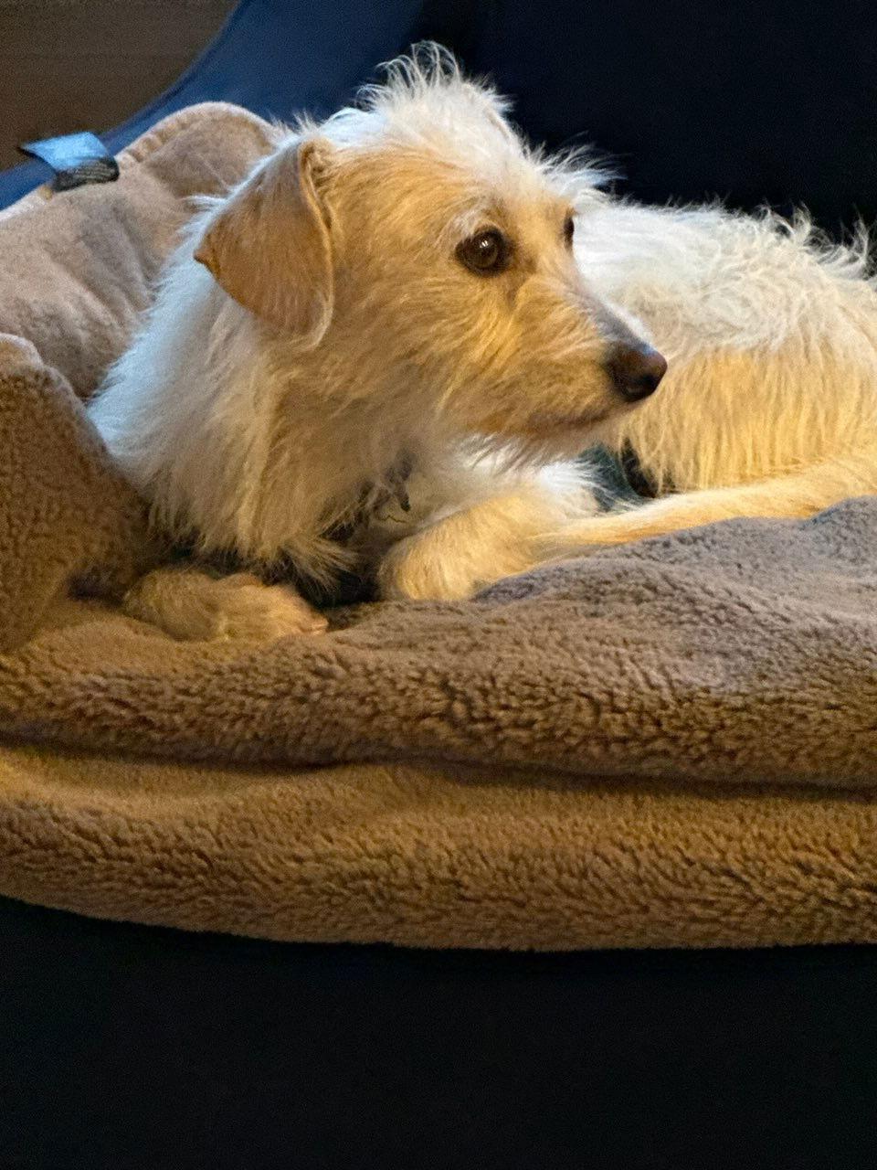 Enlarge Valley, a Adoptable Terrier in San Jose, CA image 1/4