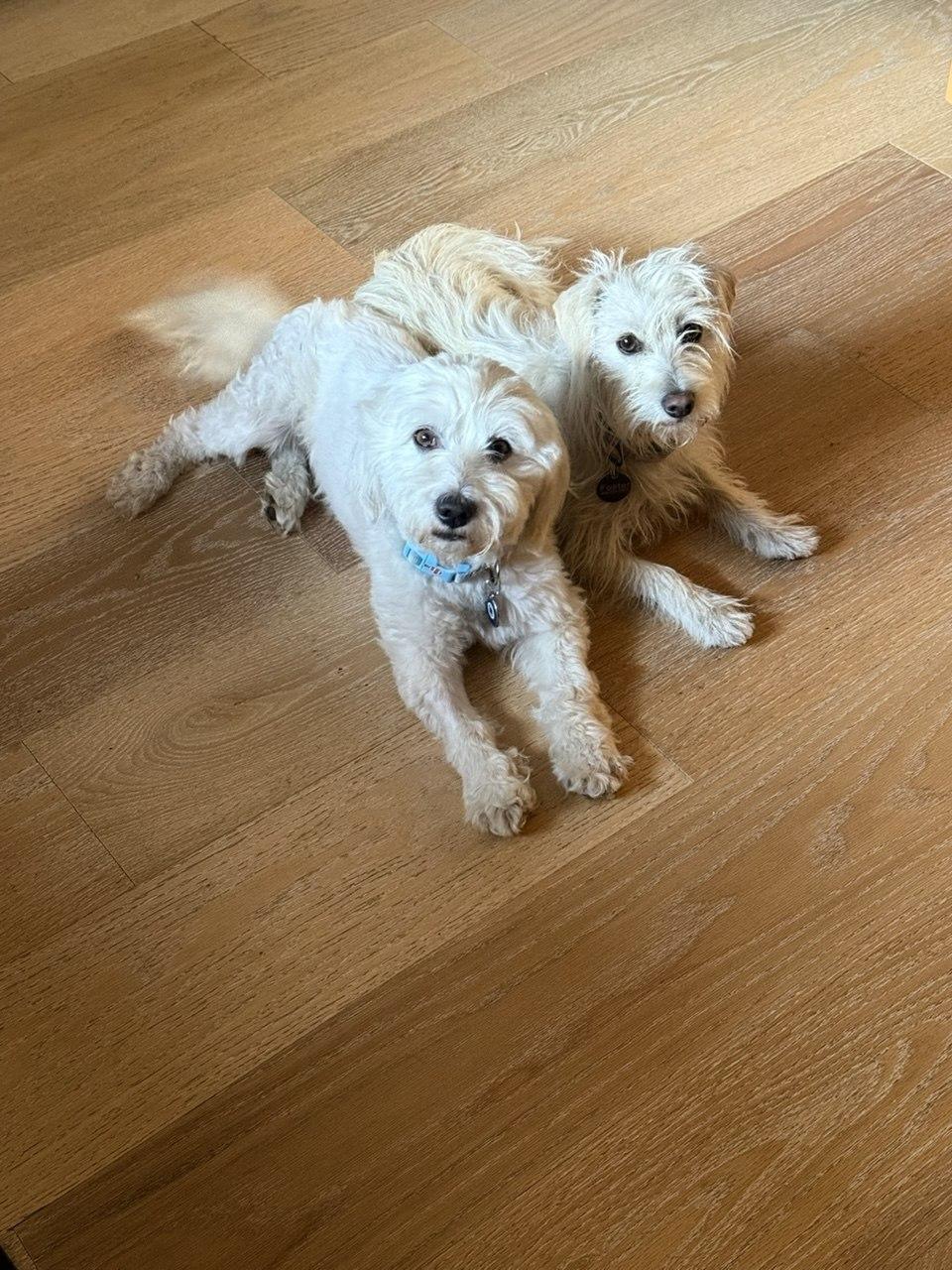 Willow, Adoptable, Young Female Poodle & Chihuahua.