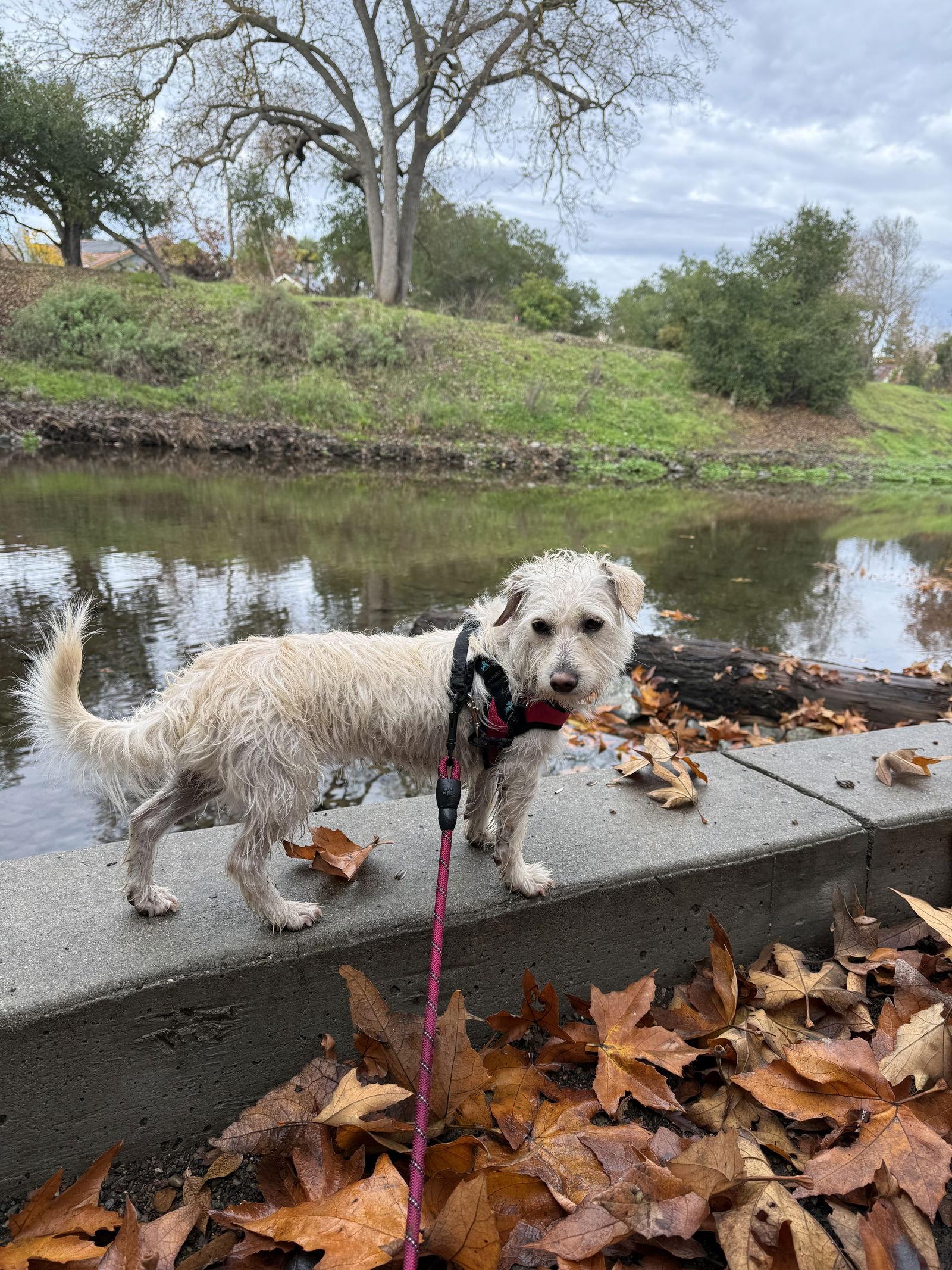 Enlarge Willow, a Adoptable Terrier in San Jose, CA image 1/4