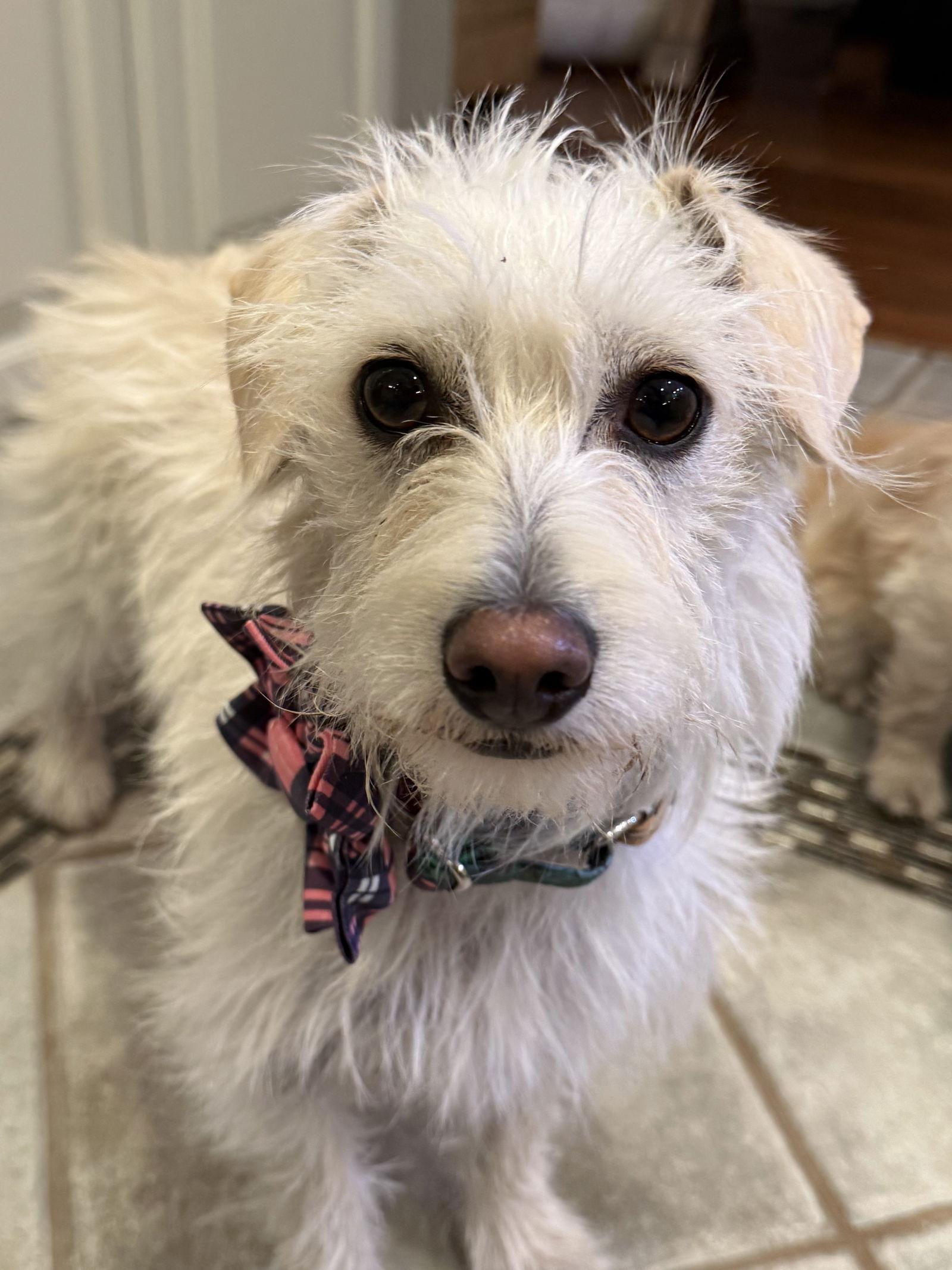 Enlarge Willow, a Adoptable Terrier in San Jose, CA image 1/4