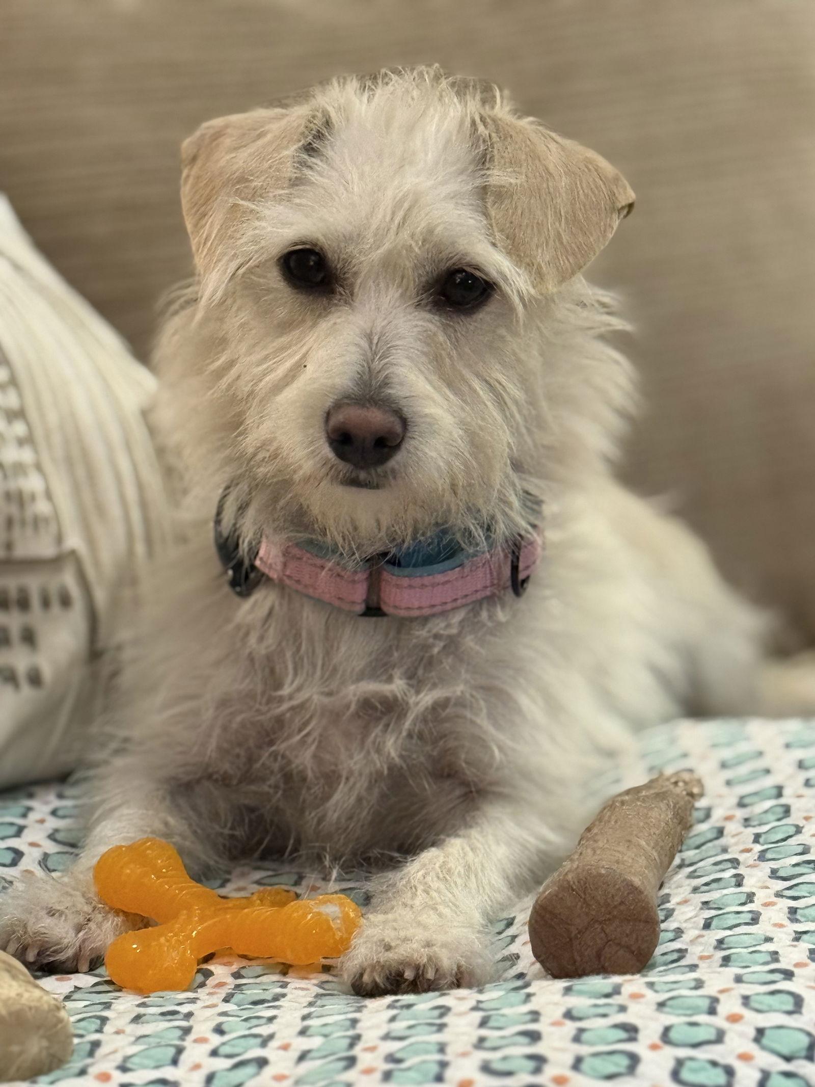 Enlarge Willow, a Adoptable Terrier in San Jose, CA image 2/4