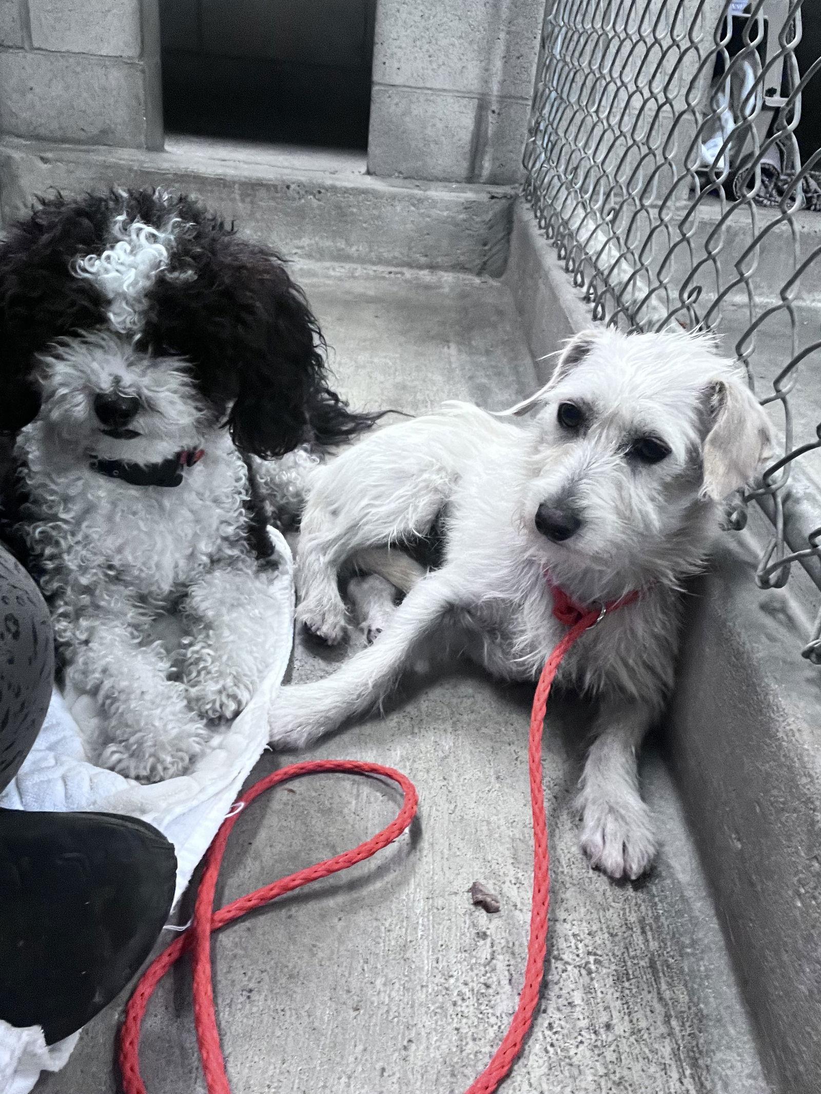 Enlarge Valley, a Adoptable Terrier in San Jose, CA image 2/4