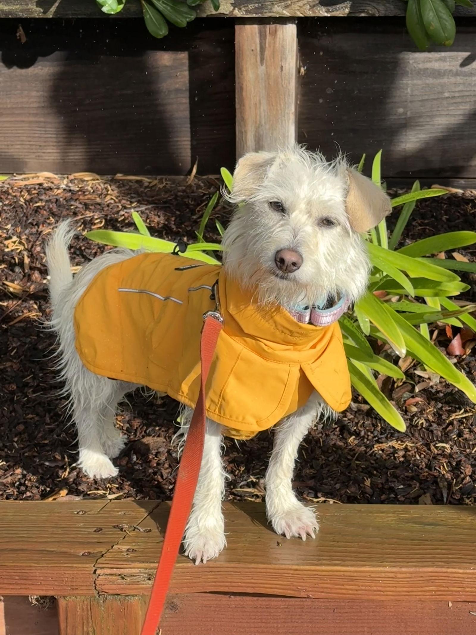 Enlarge Willow, a Adoptable Terrier in San Jose, CA image 3/4