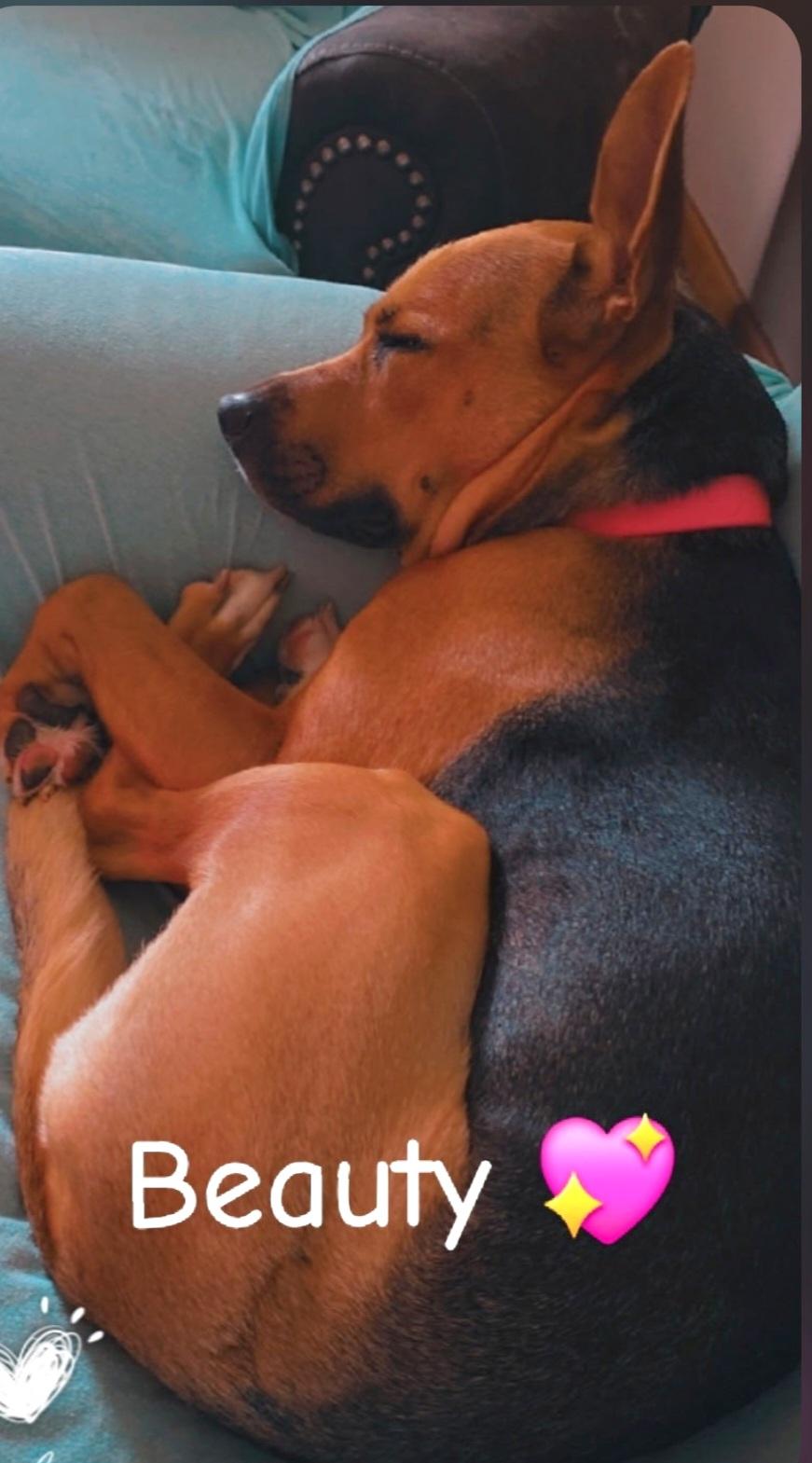 Enlarge Beauty, a Adopted mixed breed in Liberty Center, OH image 1/4
