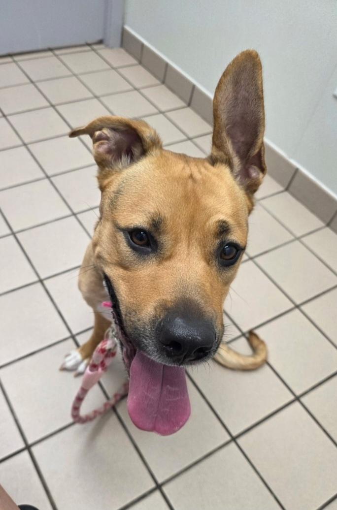 Enlarge Beauty, a Adopted mixed breed in Liberty Center, OH image 4/4