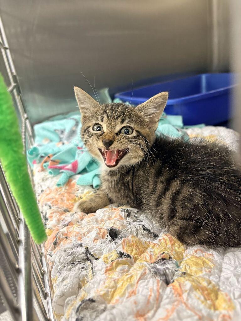 MEGATRON, Adoptable, Kitten Male Domestic Short Hair.