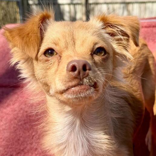 Chica, Adoptable, Young Female Chihuahua.