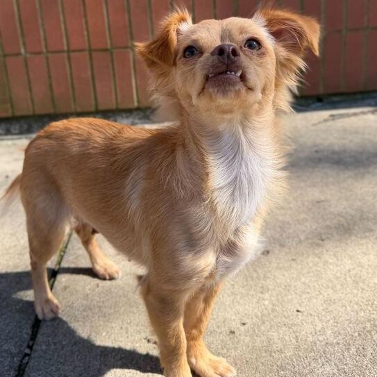 Enlarge Chica, a Adoptable Chihuahua in Dayton, OH image 2/3