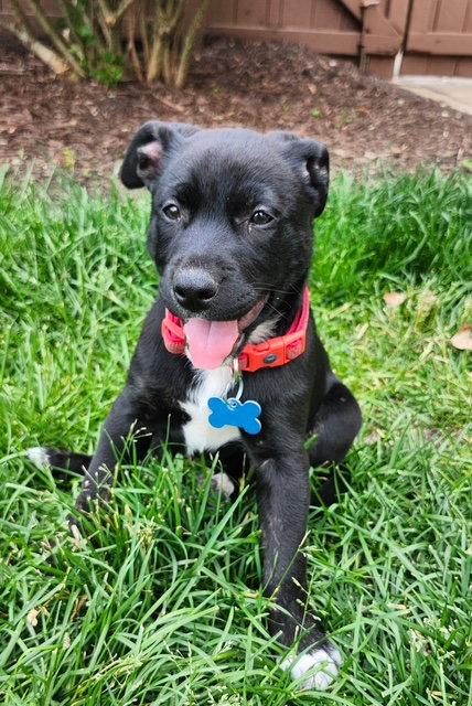 Filet, a Adoptable Labrador Retriever in Hillside, IL image 1/3