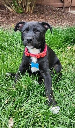Filet, a Adoptable Labrador Retriever in Hillside, IL image 2/3