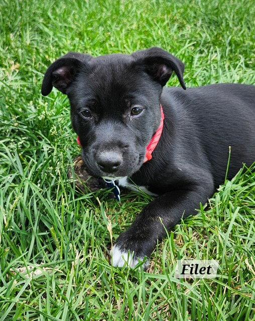 Filet, a Adoptable Labrador Retriever in Hillside, IL image 3/3