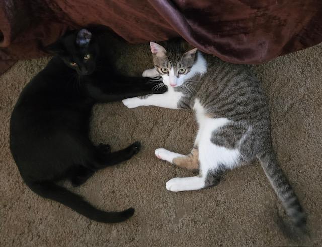 Banyan, a Adoptable Domestic Short Hair in Tustin, CA image 5/6