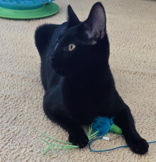 Banyan, a Adoptable Domestic Short Hair in Tustin, CA image 4/6