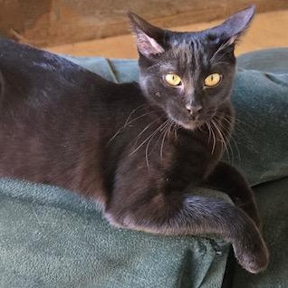 Banyan, a Adoptable Domestic Short Hair in Tustin, CA image 1/6