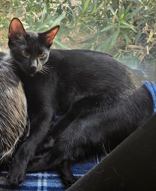 Banyan, a Adoptable Domestic Short Hair in Tustin, CA image 2/6