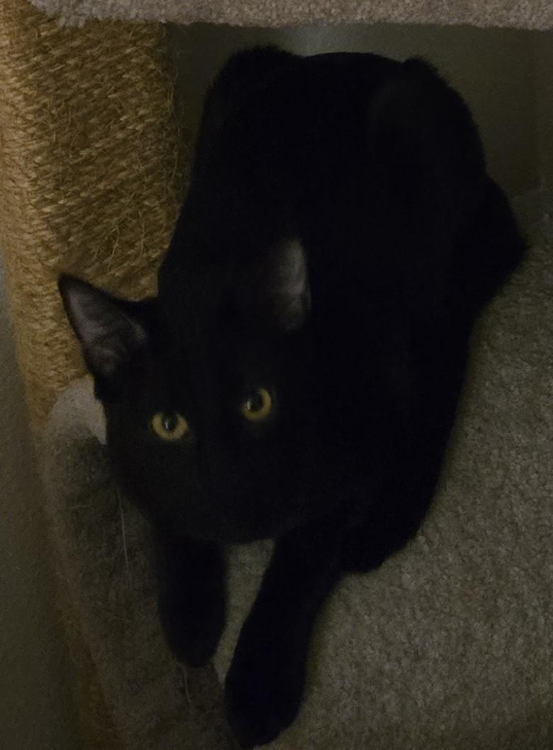 Banyan, a Adoptable Domestic Short Hair in Tustin, CA image 6/6