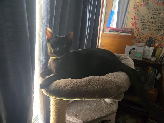 Banyan, a Adoptable Domestic Short Hair in Tustin, CA image 3/6