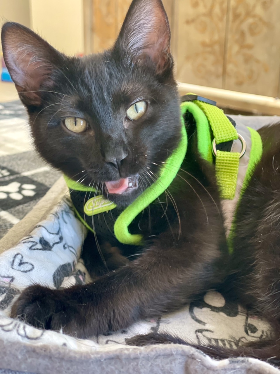 Enlarge Thunder, a Adoptable mixed breed in Mission Viejo, CA image 4/5