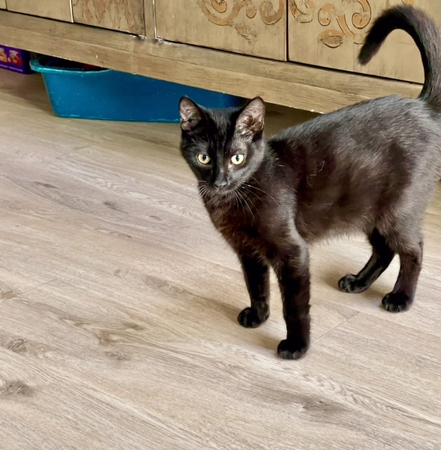 Enlarge Thunder, a Adoptable mixed breed in Mission Viejo, CA image 5/5