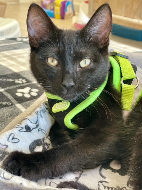 Enlarge Thunder, a Adoptable mixed breed in Mission Viejo, CA image 2/5