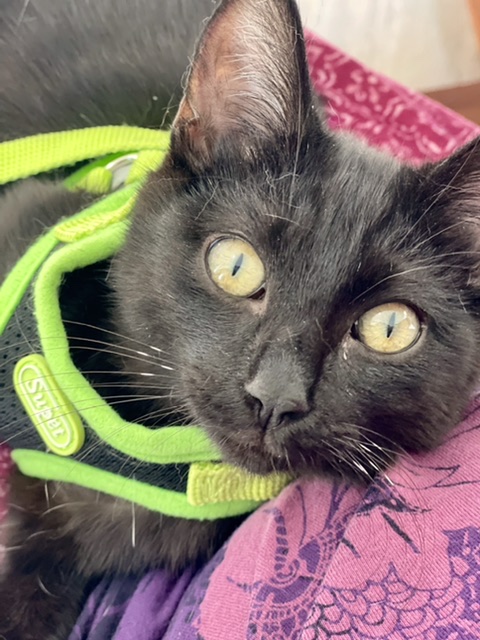 Enlarge Thunder, a Adoptable mixed breed in Mission Viejo, CA image 3/5