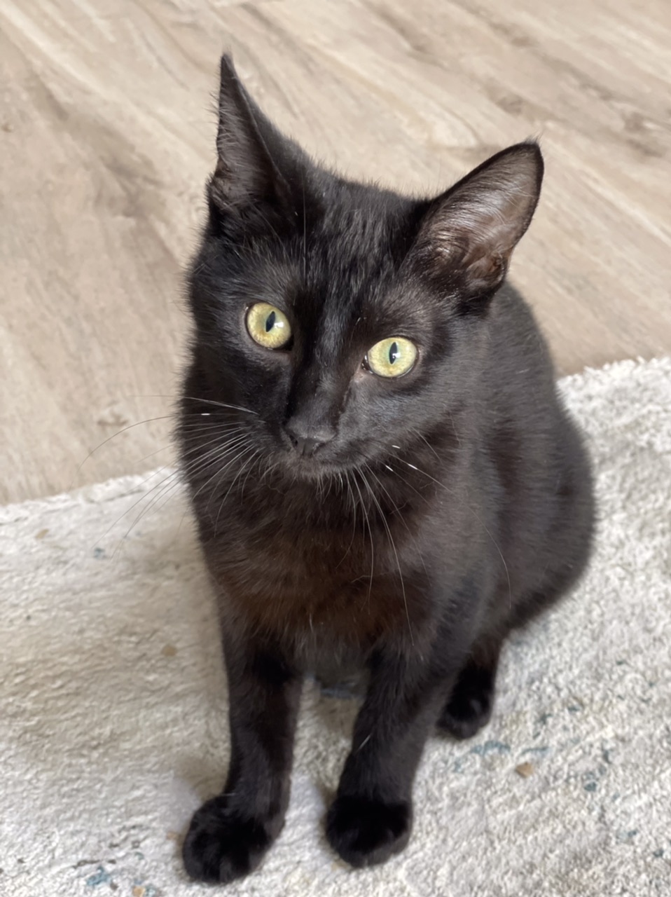 Enlarge Thunder, a Adoptable mixed breed in Mission Viejo, CA image 1/5