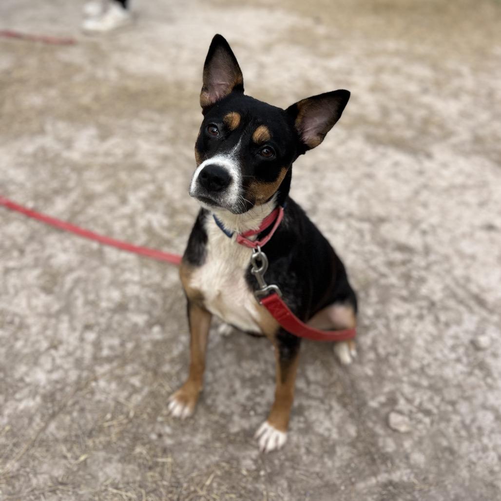 Enlarge Buffy, a Adoptable Shepherd in Edinburg, TX image 1/4