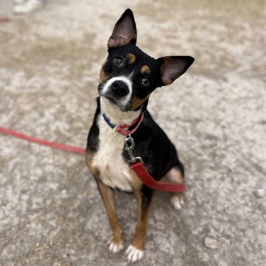 Enlarge Buffy, a Adoptable Shepherd in Edinburg, TX image 3/4