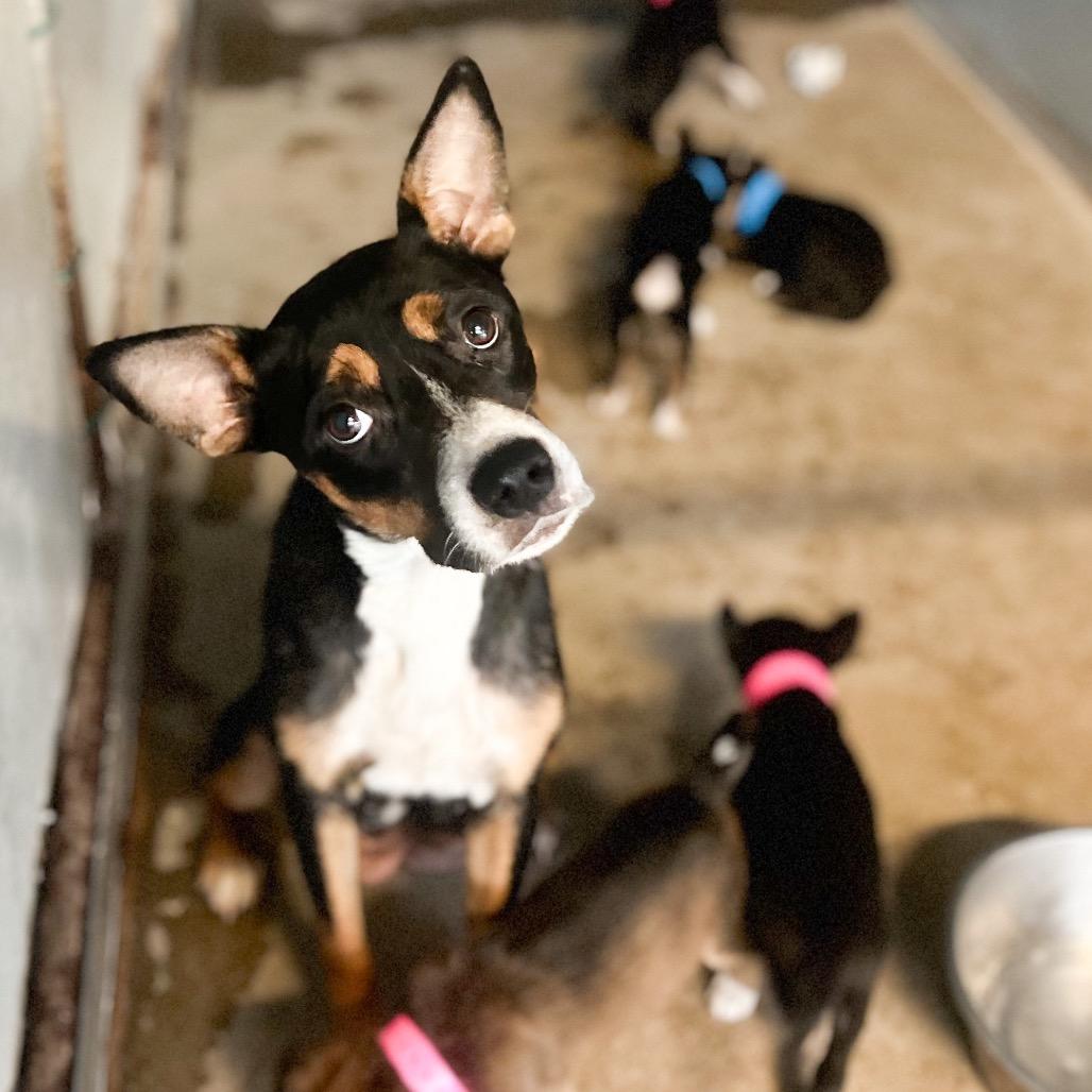 Enlarge Buffy, a Adoptable Shepherd in Edinburg, TX image 4/4