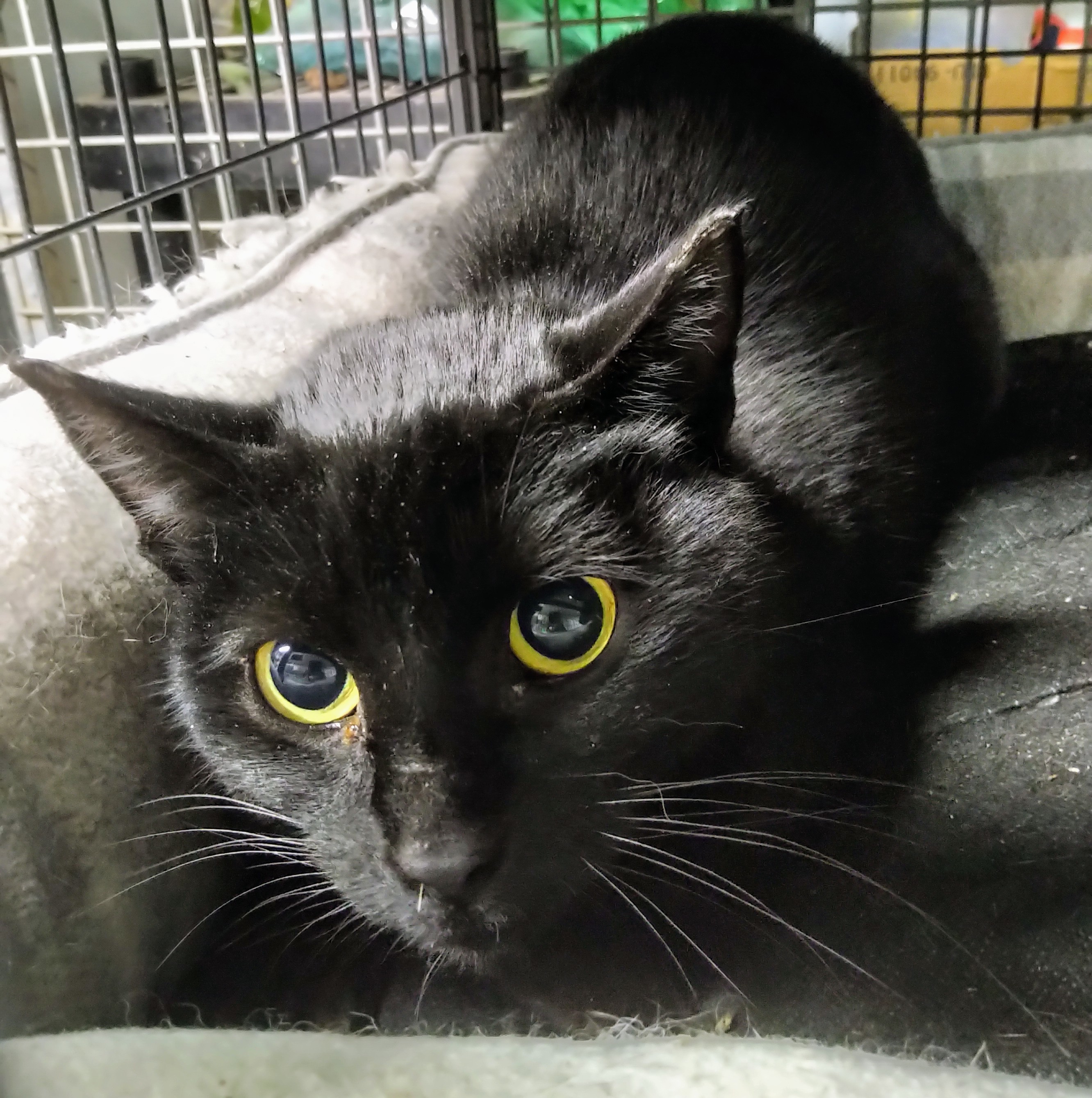 Persistence, livetrapped in Elmwood, a Adoptable Domestic Short Hair in Lucknow, ON image 1/10