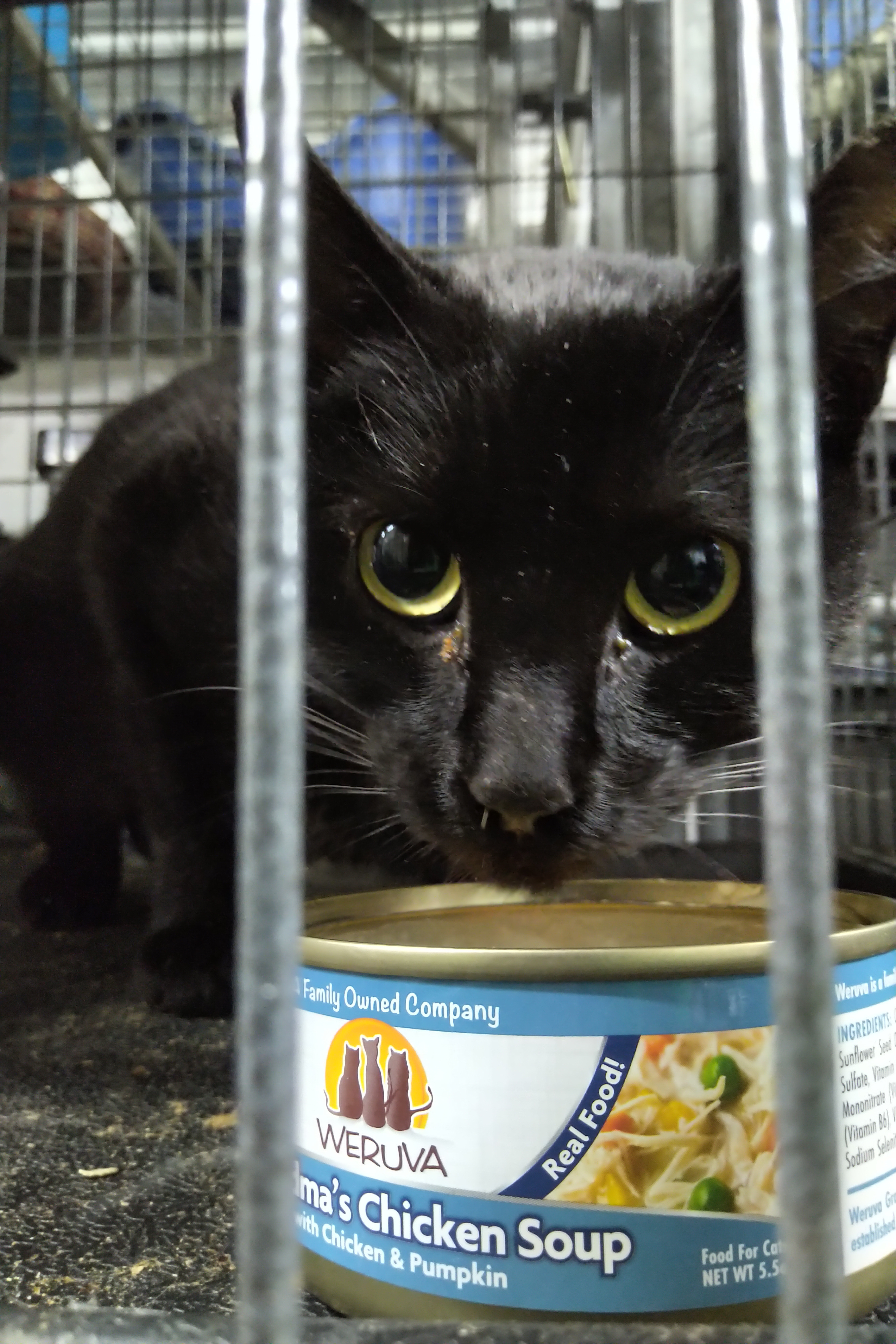 Persistence, livetrapped in Elmwood, a Adoptable Domestic Short Hair in Lucknow, ON image 2/10