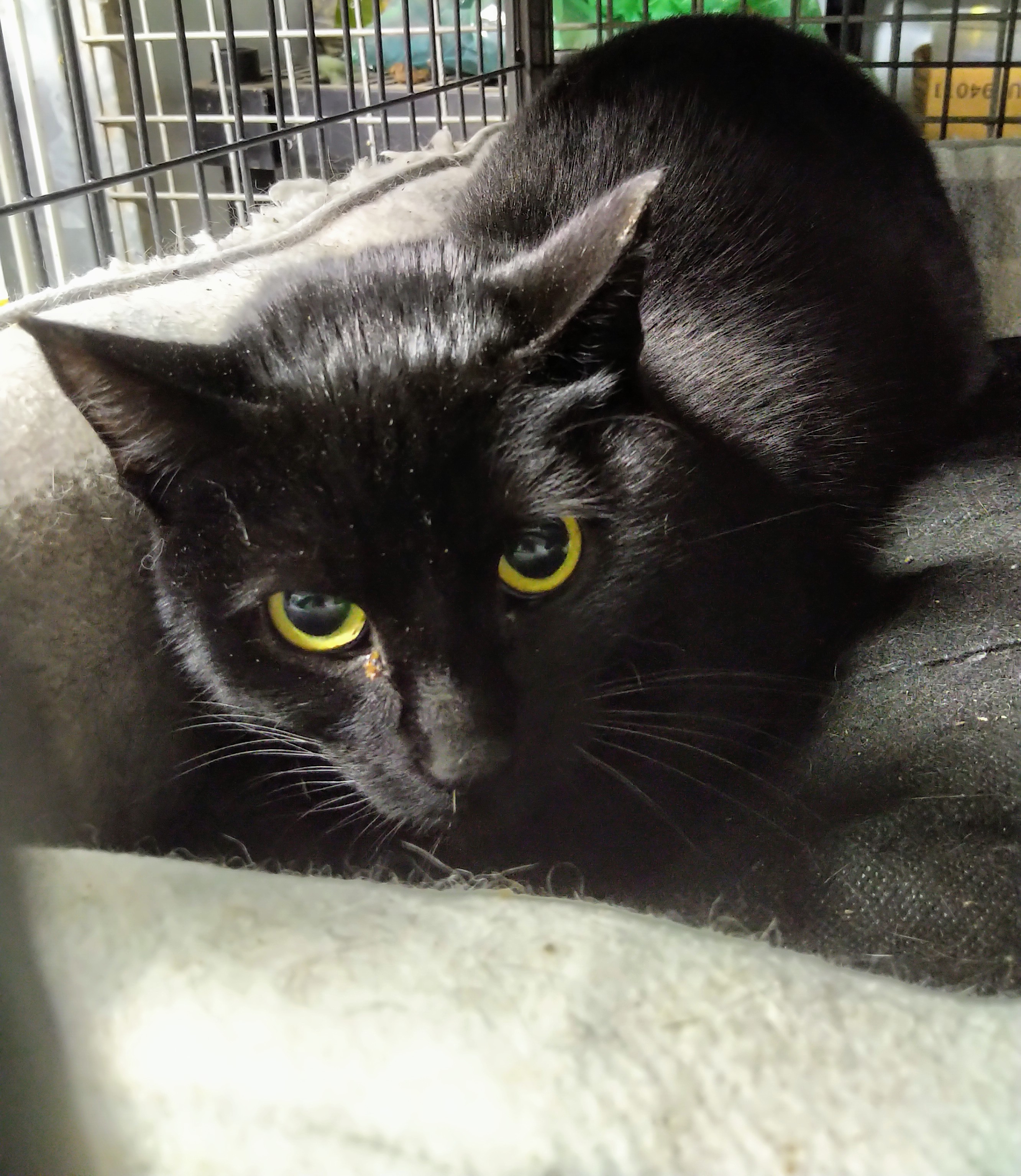 Persistence, livetrapped in Elmwood, a Adoptable Domestic Short Hair in Lucknow, ON image 3/10