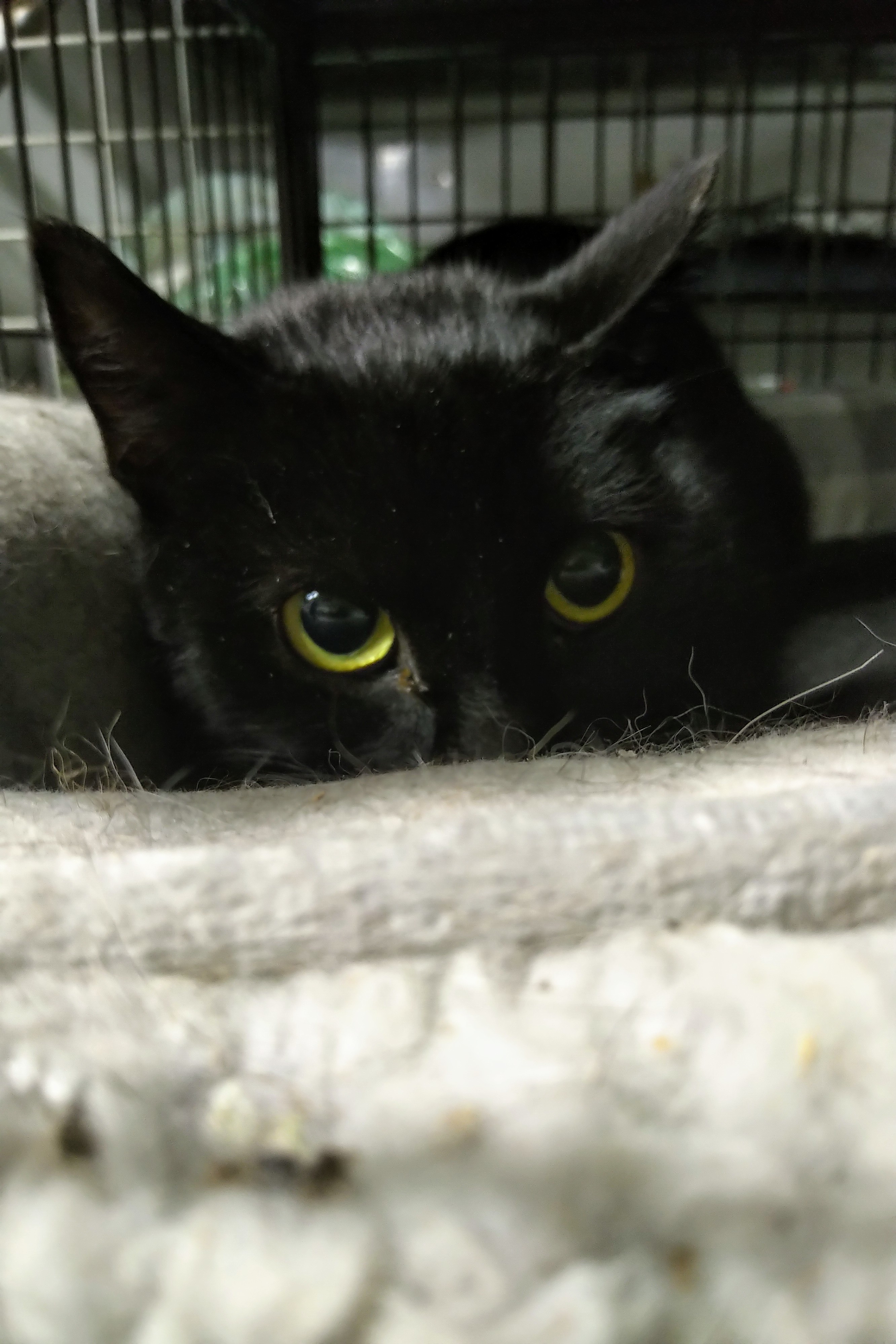 Persistence, livetrapped in Elmwood, a Adoptable Domestic Short Hair in Lucknow, ON image 4/10