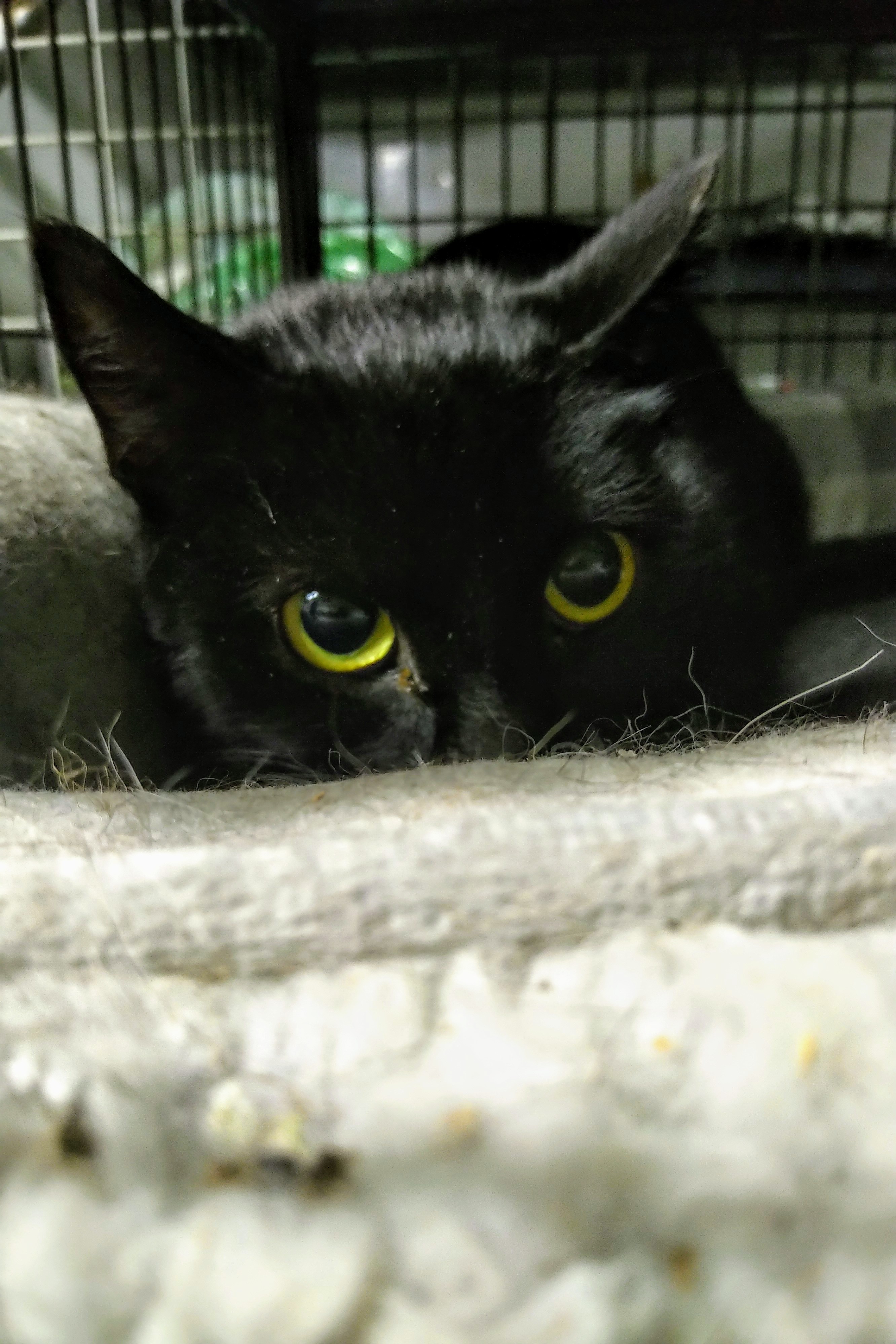 Persistence, livetrapped in Elmwood, a Adoptable Domestic Short Hair in Lucknow, ON image 5/10