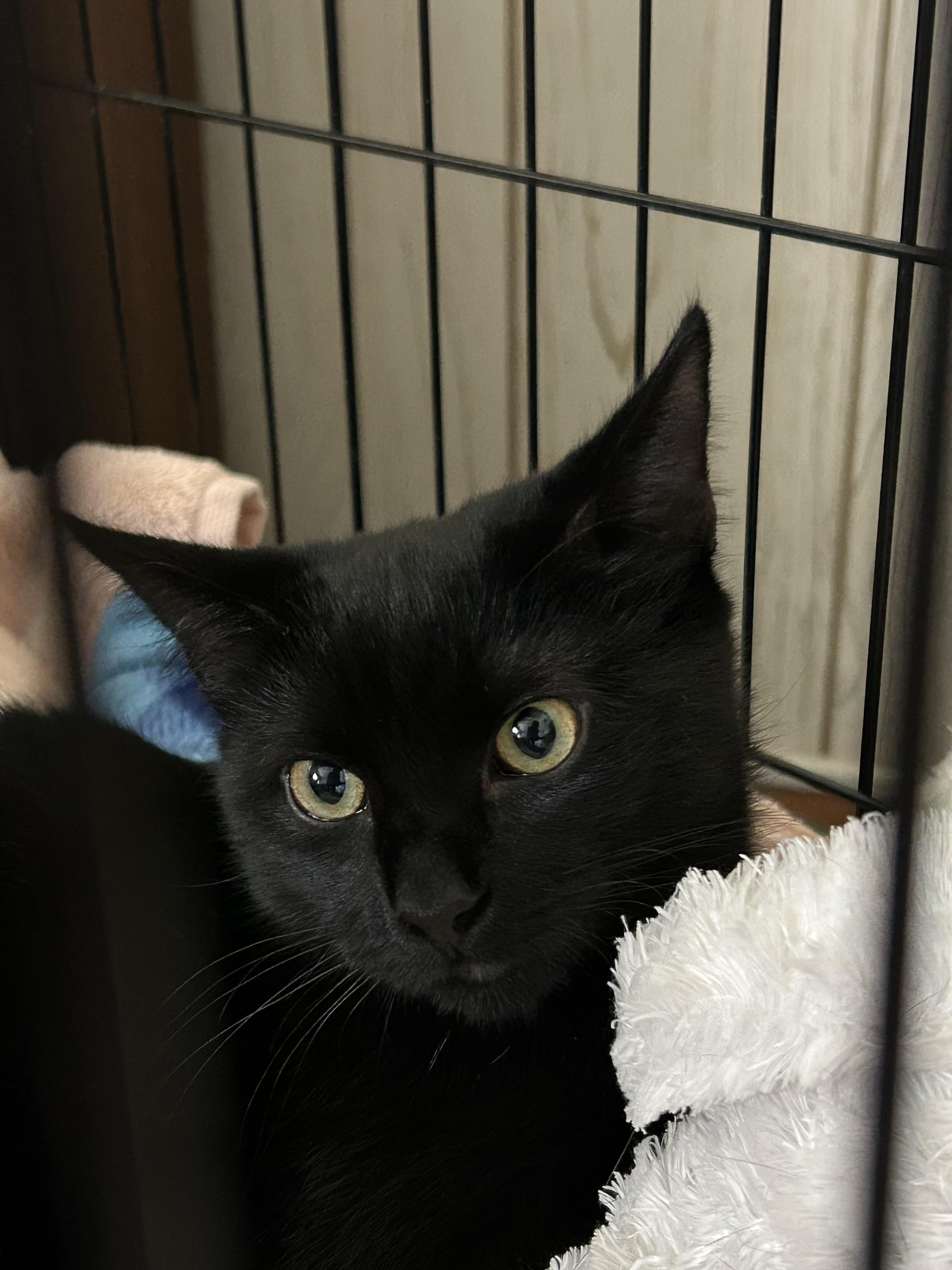 Enlarge Aimee, an adopted Domestic Short Hair in Moorestown, NJ image 1/5